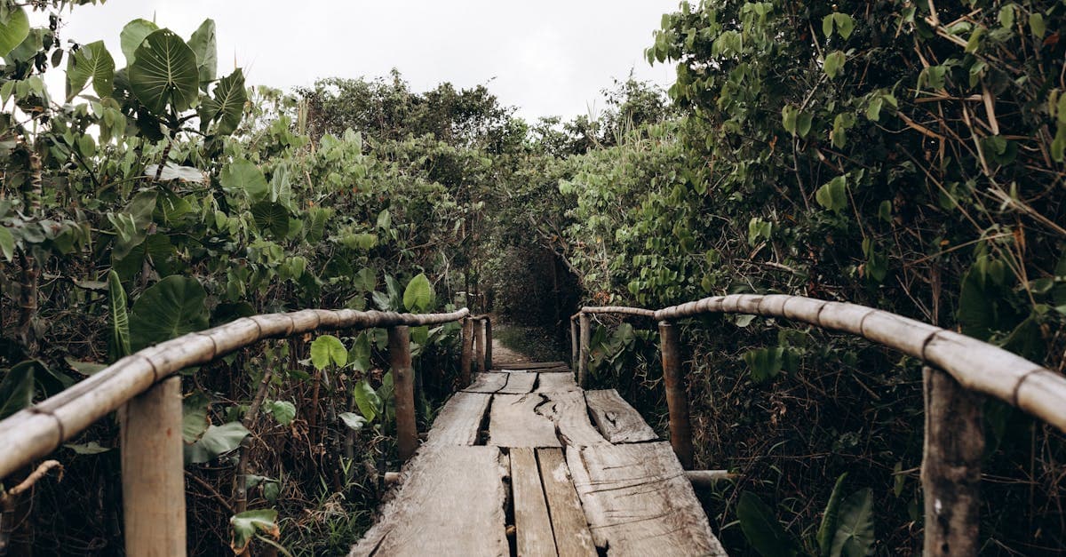 ฝันเห็นเต่า ทำนายฝัน เลขมงคลเต่า แม่นๆ | Fundacion Suma แทงหวย